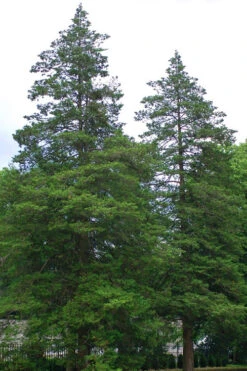 Atlantic White Cedar Tree (Chamaecyparis Thyoides) - 1 Gallon Pot