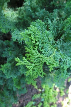 Atlantic White Cedar Tree (Chamaecyparis Thyoides) - 1 Gallon Pot -Plant Discount Store chamaecyparis thyoides atantic white cedar 9