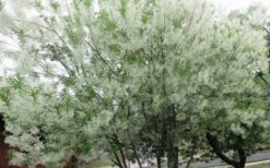 Grancy Graybeard - White Fringe Tree - 3 Gallon Pot -Plant Discount Store chionanthus virginicus grancy greybeard multi stem tree 4