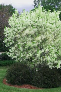 Grancy Graybeard - White Fringe Tree - 3 Gallon Pot -Plant Discount Store chionanthus virginicus grancy greybeard multi stem tree 5