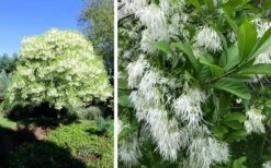 Grancy Graybeard - White Fringe Tree - 7 Gallon Pot (2-3') -Plant Discount Store chionanthus virginicus grancy greybeard single stem tree 1