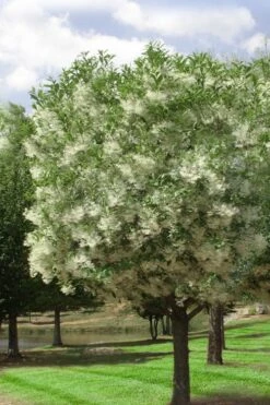 Grancy Graybeard - White Fringe Tree - 7 Gallon Pot (2-3') -Plant Discount Store chionanthus virginicus grancy greybeard single stem tree 2
