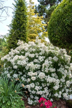 Aztec Pearl Mexican Orange Blossom (Choisya) - 2 Gallon Pot