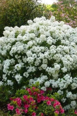 Aztec Pearl Mexican Orange Blossom (Choisya) - 2 Gallon Pot -Plant Discount Store choisya dewitteana aztec pearl mexican orange blossom 6