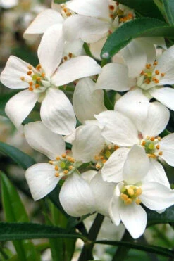 Aztec Pearl Mexican Orange Blossom (Choisya) - 2 Gallon Pot -Plant Discount Store choisya dewitteana aztec pearl mexican orange blossom 7