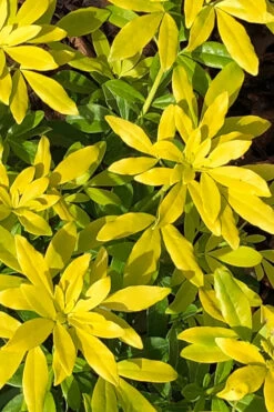 Goldfingers Mexican Orange Blossom (Choisya) - 1 Gallon Pot 16 Goldfingers Mexican Orange Blossom (Choisya) - 1 Gallon Pot -Plant Discount Store choisya ternata goldfinger mexican orange blossom 1