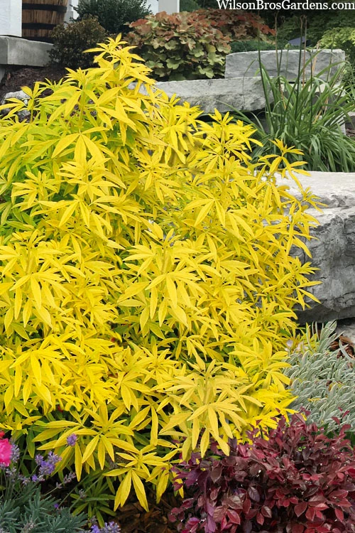 Goldfingers Mexican Orange Blossom (Choisya) - 1 Gallon Pot 3 Goldfingers Mexican Orange Blossom (Choisya) - 1 Gallon Pot