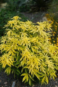 Goldfingers Mexican Orange Blossom (Choisya) - 1 Gallon Pot 14 Goldfingers Mexican Orange Blossom (Choisya) - 1 Gallon Pot -Plant Discount Store choisya ternata goldfinger mexican orange blossom 7