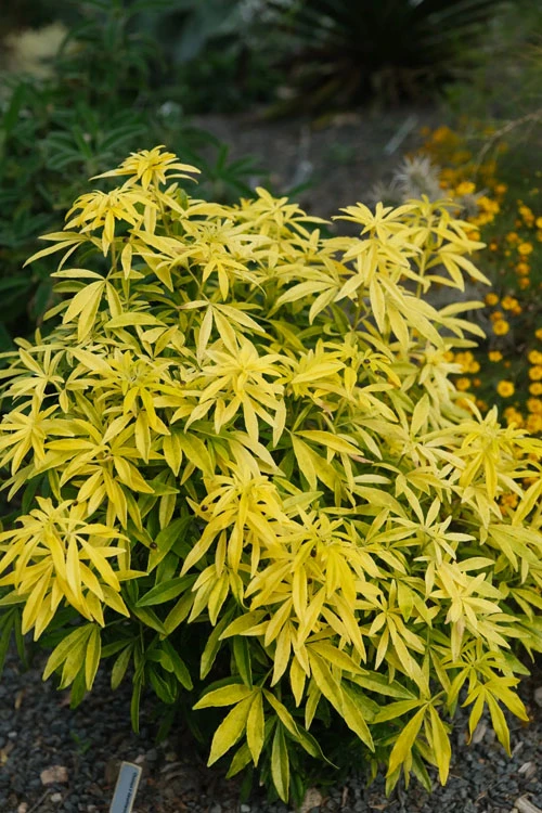 Goldfingers Mexican Orange Blossom (Choisya) - 1 Gallon Pot 7 Goldfingers Mexican Orange Blossom (Choisya) - 1 Gallon Pot - Image 5