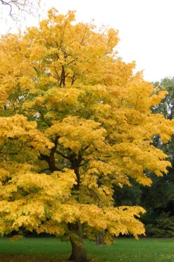 American Yellowwood Tree (Cladastris Kentukea) - 3 Gallon Pot 17 American Yellowwood Tree (Cladastris Kentukea) - 3 Gallon Pot -Plant Discount Store cladastris kentukea american yellowwood tree 1