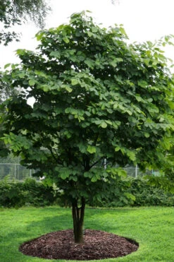 American Yellowwood Tree (Cladastris Kentukea) - 3 Gallon Pot 18 American Yellowwood Tree (Cladastris Kentukea) - 3 Gallon Pot -Plant Discount Store cladastris kentukea american yellowwood tree 10