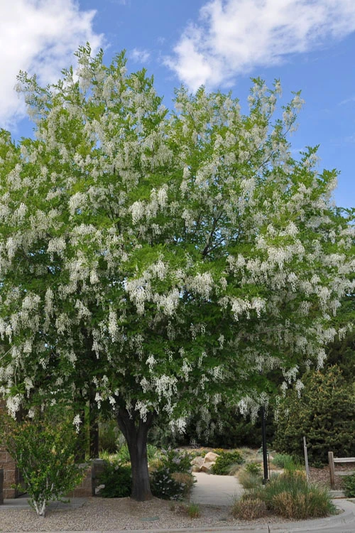 American Yellowwood Tree (Cladastris Kentukea) - 3 Gallon Pot 6 American Yellowwood Tree (Cladastris Kentukea) - 3 Gallon Pot - Image 4