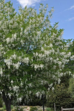 American Yellowwood Tree (Cladastris Kentukea) - 3 Gallon Pot 19 American Yellowwood Tree (Cladastris Kentukea) - 3 Gallon Pot -Plant Discount Store cladastris kentukea american yellowwood tree 2