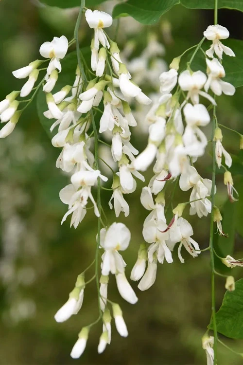 American Yellowwood Tree (Cladastris Kentukea) - 3 Gallon Pot 13 American Yellowwood Tree (Cladastris Kentukea) - 3 Gallon Pot - Image 11