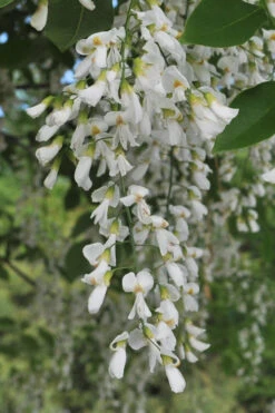 American Yellowwood Tree (Cladastris Kentukea) - 3 Gallon Pot