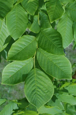 American Yellowwood Tree (Cladastris Kentukea) - 3 Gallon Pot 21 American Yellowwood Tree (Cladastris Kentukea) - 3 Gallon Pot -Plant Discount Store cladastris kentukea american yellowwood tree 8