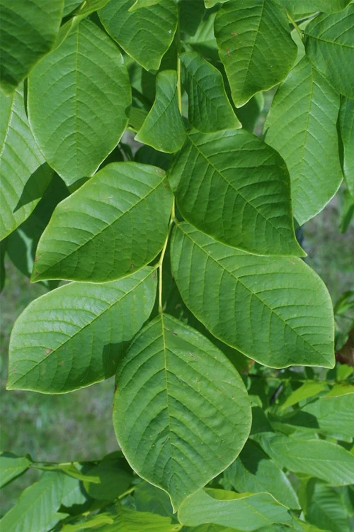 American Yellowwood Tree (Cladastris Kentukea) - 3 Gallon Pot 11 American Yellowwood Tree (Cladastris Kentukea) - 3 Gallon Pot - Image 9