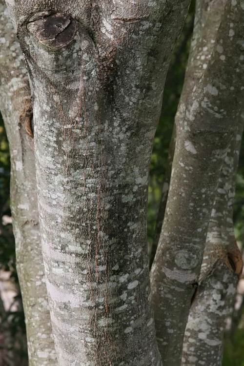 American Yellowwood Tree (Cladastris Kentukea) - 3 Gallon Pot 12 American Yellowwood Tree (Cladastris Kentukea) - 3 Gallon Pot - Image 10