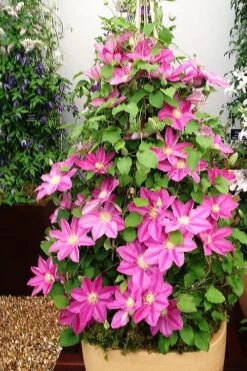 Abilene Clematis - 1 Gallon Pot 12 Abilene Clematis - 1 Gallon Pot -Plant Discount Store clematis abilene 13