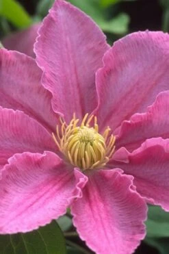 Abilene Clematis - 1 Gallon Pot 13 Abilene Clematis - 1 Gallon Pot -Plant Discount Store clematis abilene 500x750 1