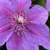 Adam's Courage Clematis - 1 Gallon Pot -Plant Discount Store clematis adams courage 1