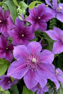 Adam's Courage Clematis - 1 Gallon Pot -Plant Discount Store clematis adams courage 2