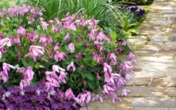 Alionushka Clematis - 1 Gallon Pot -Plant Discount Store clematis alionushka 10