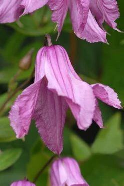 Alionushka Clematis - 1 Gallon Pot -Plant Discount Store clematis alionushka 5
