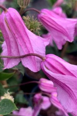 Alionushka Clematis - 1 Gallon Pot -Plant Discount Store clematis alionushka 500x750 1