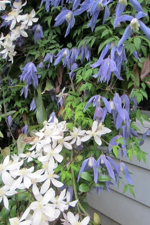 Blue Dancer Clematis - 1 Gallon Pot 7 Blue Dancer Clematis - 1 Gallon Pot - Image 5