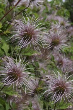 Blue Dancer Clematis - 1 Gallon Pot 15 Blue Dancer Clematis - 1 Gallon Pot -Plant Discount Store clematis alpina blue dancer 8