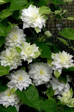 Arctic Queen Clematis - 1 Gallon Pot -Plant Discount Store clematis arctic queen 12
