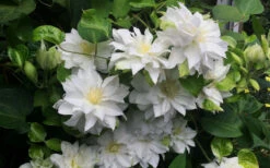 Arctic Queen Clematis - 1 Gallon Pot -Plant Discount Store clematis arctic queen 5