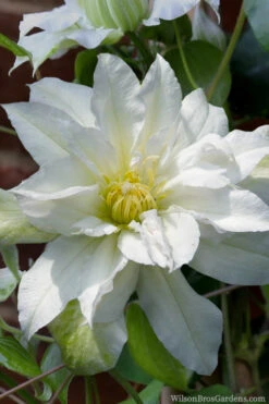 Arctic Queen Clematis - 1 Gallon Pot -Plant Discount Store clematis arctic queen 8
