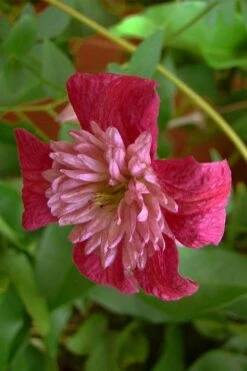 Avant-Garde Clematis - 1 Gallon Pot -Plant Discount Store clematis avant garde 1