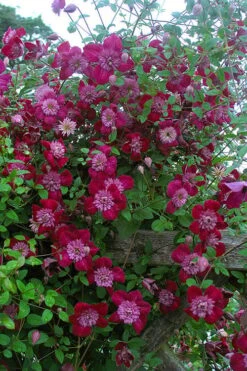 Avant-Garde Clematis - 1 Gallon Pot -Plant Discount Store clematis avant garde 11