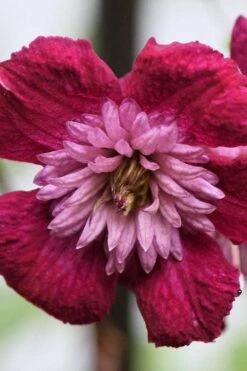 Avant-Garde Clematis - 1 Gallon Pot -Plant Discount Store clematis avant garde 4