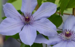 Bernadine Clematis - 1 Gallon Pot -Plant Discount Store clematis bernadine 1 1