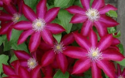 Bourbon Clematis - 1 Gallon Pot -Plant Discount Store clematis bourbon 4