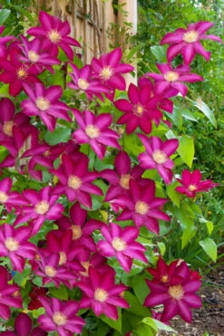 Bourbon Clematis - 1 Gallon Pot -Plant Discount Store clematis bourbon 5