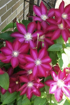 Bourbon Clematis - 1 Gallon Pot -Plant Discount Store clematis bourbon 8