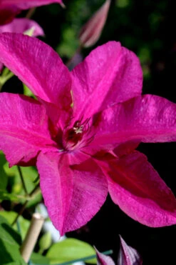 Cardinal Wyszynski Clematis - 1 Gallon Pot 12 Cardinal Wyszynski Clematis - 1 Gallon Pot -Plant Discount Store clematis cardinal wyszynski 10 1