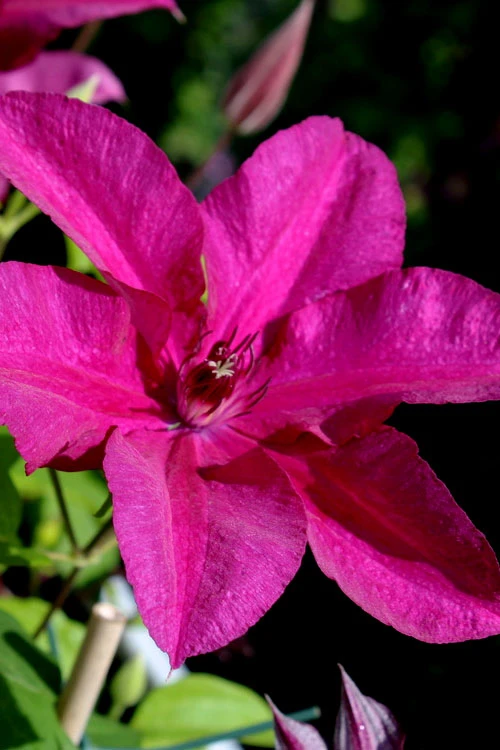 Cardinal Wyszynski Clematis - 1 Gallon Pot 7 Cardinal Wyszynski Clematis - 1 Gallon Pot - Image 5