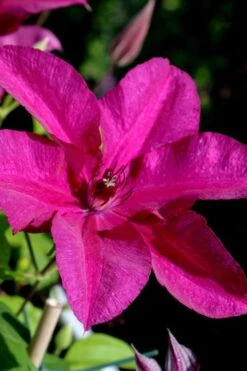 Cardinal Wyszynski Clematis - 1 Gallon Pot -Plant Discount Store clematis cardinal wyszynski 10