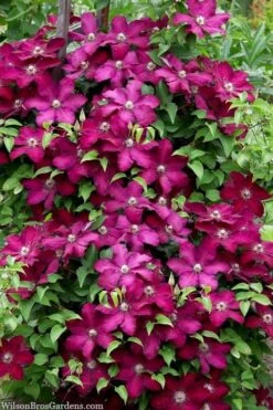 Cardinal Wyszynski Clematis - 1 Gallon Pot -Plant Discount Store clematis cardinal wyszynski 7
