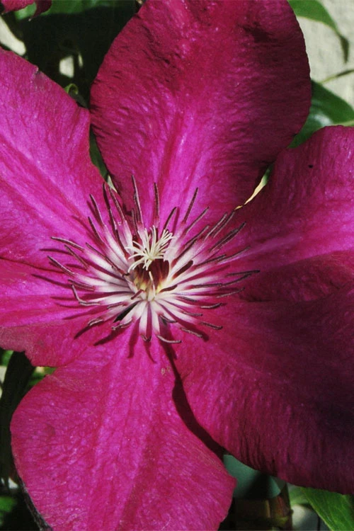 Cardinal Wyszynski Clematis - 1 Gallon Pot 3 Cardinal Wyszynski Clematis - 1 Gallon Pot
