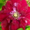 Charmaine Clematis - 1 Gallon Pot 2 Charmaine Clematis - 1 Gallon Pot -Plant Discount Store clematis charmaine 3