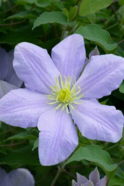 Chelsea Clematis - 1 Gallon Pot 12 Chelsea Clematis - 1 Gallon Pot -Plant Discount Store clematis chelsea 1 1