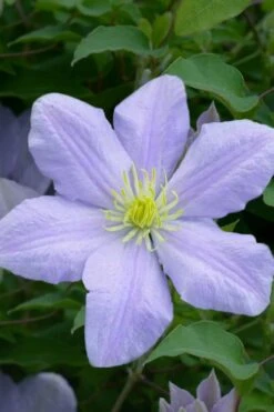Chelsea Clematis - 1 Gallon Pot 12 Chelsea Clematis - 1 Gallon Pot -Plant Discount Store clematis chelsea 1