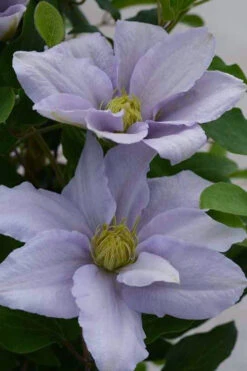 Chelsea Clematis - 1 Gallon Pot 13 Chelsea Clematis - 1 Gallon Pot -Plant Discount Store clematis chelsea 3 1